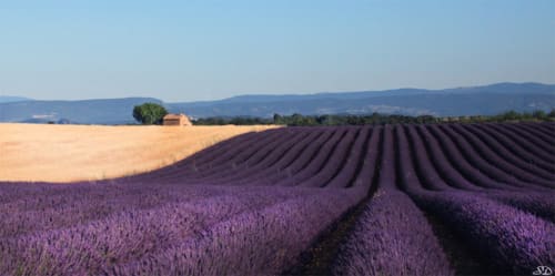 les champs de valensol en Provence - séjourner à digne-les-bains- location d'appartement dans le sud - grimaud

