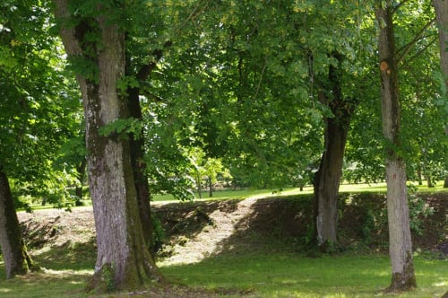Arbres. Château de Vaux. Gîte de charme. Gesnes le Gandelin. Sarthe. 200 km de Paris.