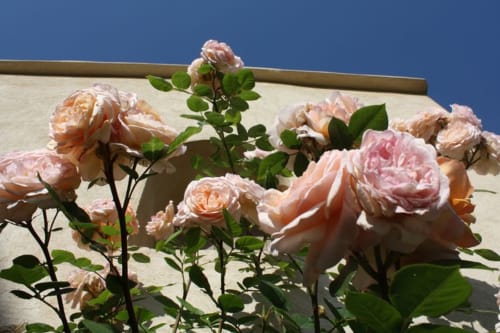 Roses délicates du mas des arômes-chambre d'hôtes-gite-Provence-Entraigues