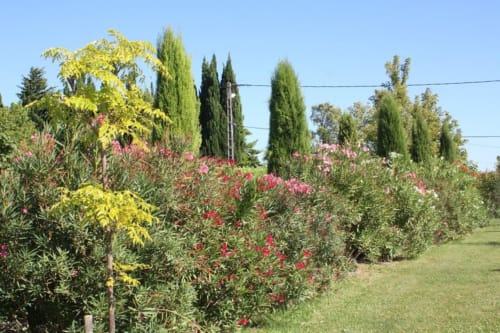 Parc du mas des arômes-chambre d'hôtes de charme-gite-Provence-Avignon