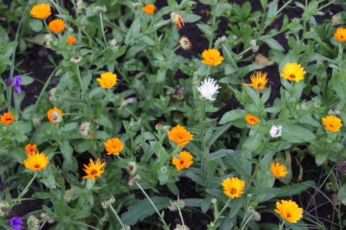 Fleurs au printemps