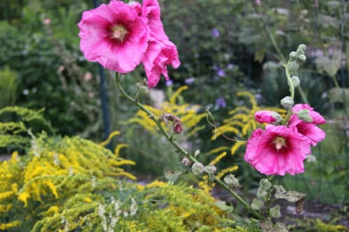 Fleurs roses, l'Hibernie