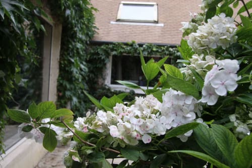 Fleurs blanches dans maison d'hôtes