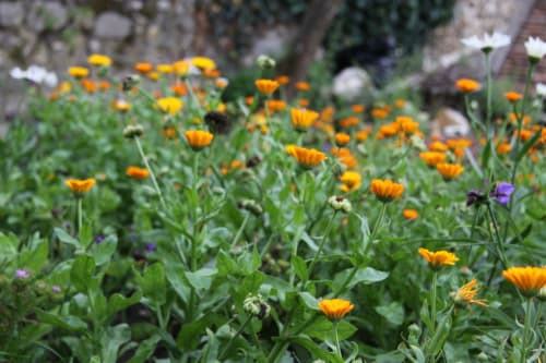 Fleurs printemps
