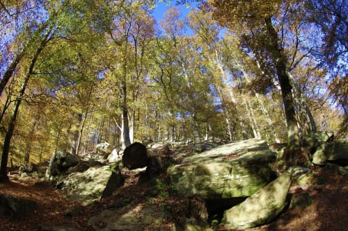 Forest in the south of Ile de France