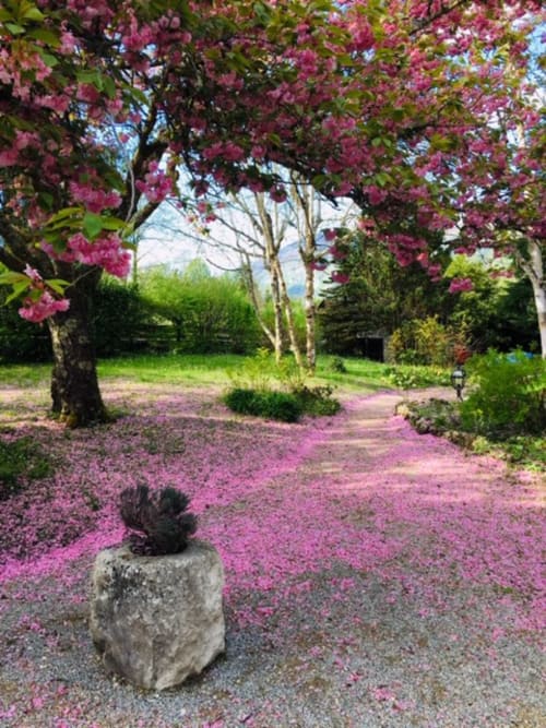 Allée de jardin enchanteur à La Bageatière avec des arbres en fleurs roses et une jardinière en pierre, Lépin-le-Lac