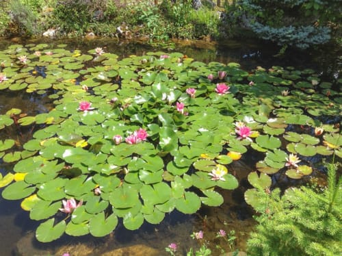 étang dans le jardin - d'un jour à l'autre