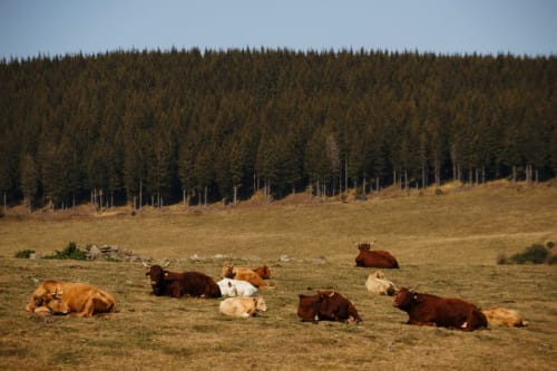 L'Aubrac est un haut plateau volcanique- d'un jour à l'autre