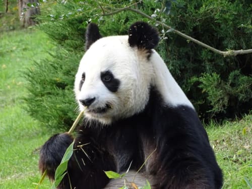 Panda du zooparc de Beauval à Saint Aignan près des chambres d'hôtes Traînefeuilles sortie familiale