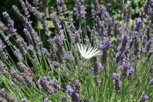Lavande en Provence-le mas des aromes- gite