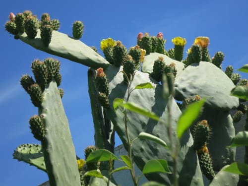 The cactus in bloom