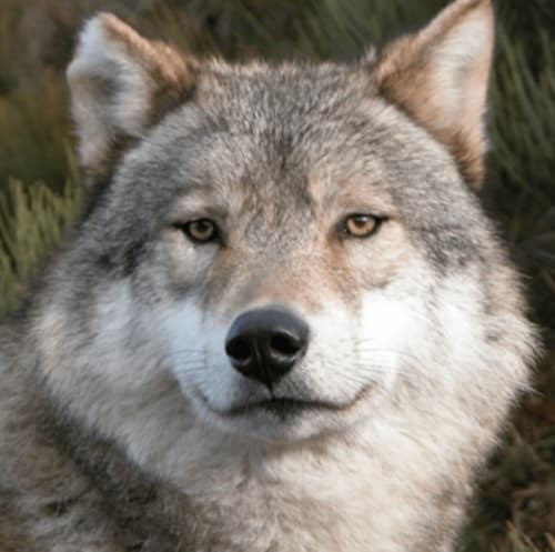 parc les loups de gevaudan