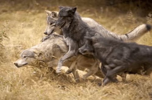 Les loups du Gévaudan - Sainte-Lucie