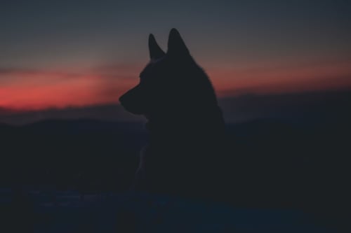 Les loups du Gévaudan - d'un jour à l'autre