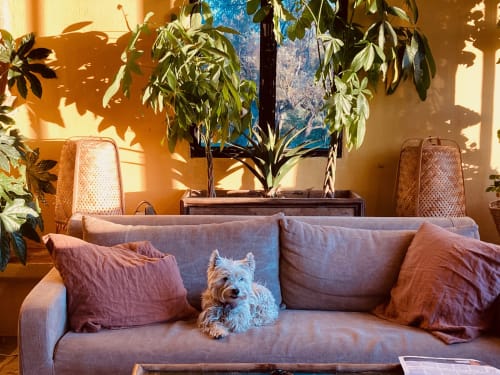 Chien confortable sur le canapé aux coussins de la maison d'hôtes Saint Martin à Ollioules, France, baigné de lumière chaude
