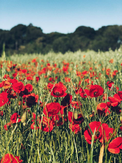 Coquelicots en Provence-Le mas des aromes-chambre et table d'hôtes en Provence