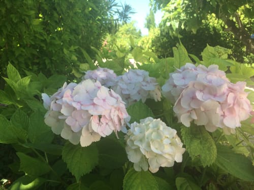 Jardin de Mas des aromes