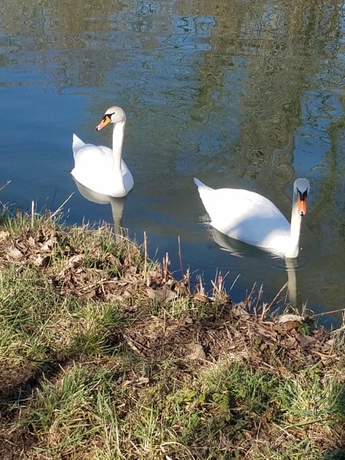 cygnes - Les mésanges de l'Ill - Alsace