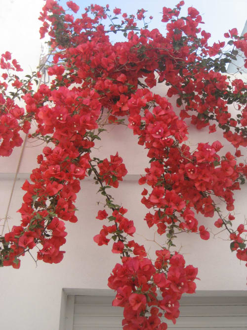 Majestic red bougainvillea 