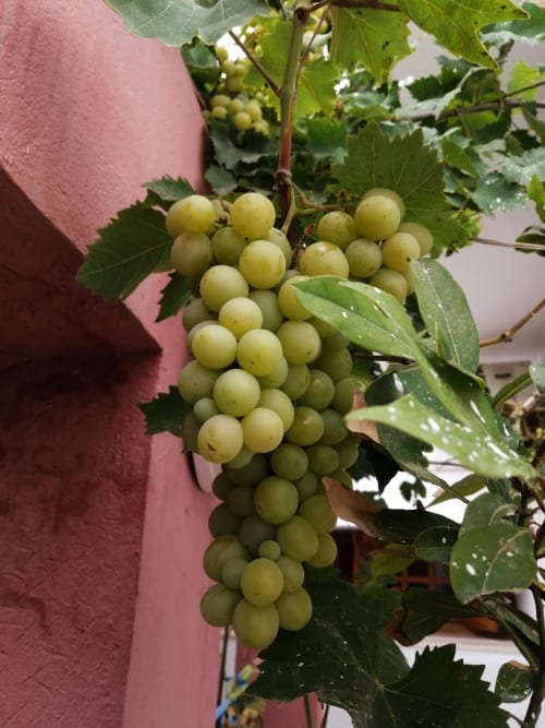 What a beautiful bunch of grapes !