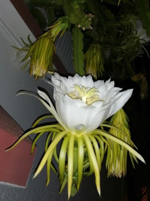 The pitaya flower, ephemeral one night beauty