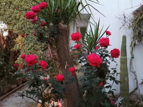 Roses explosion this morning at Dar El Yasmine