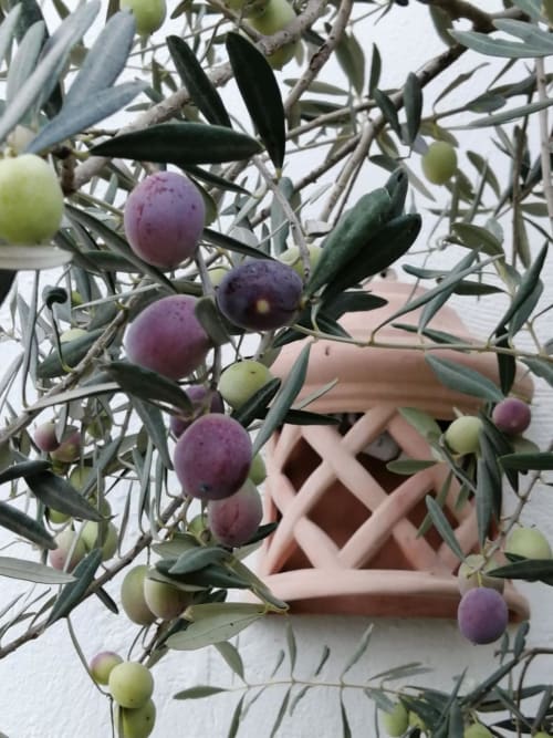 Our olives are ripening !