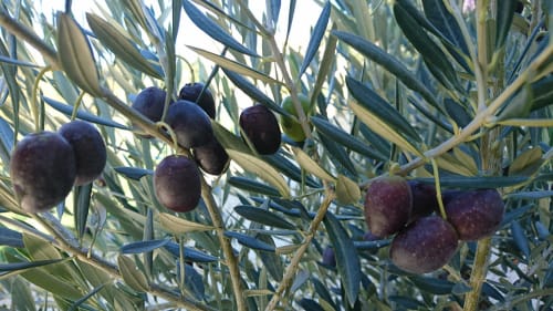 l'olive de Nyons réputées dans le monde entier