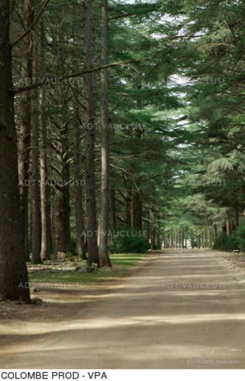 La forêt de Cèdres- Bonnieux-Le mas des Arômes-Se loger en Provence ®