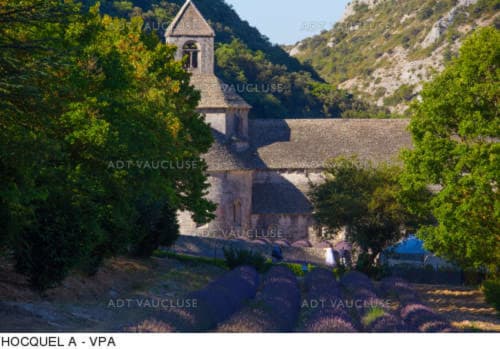L'abbaye de Sénanque-Le Mas des Arômes, gite et chambre d'hôtes en Luberon ®