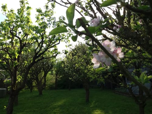 Jardin et verger en fleur au printemps - Dinan, Côtes d'Armor - La Rompardais