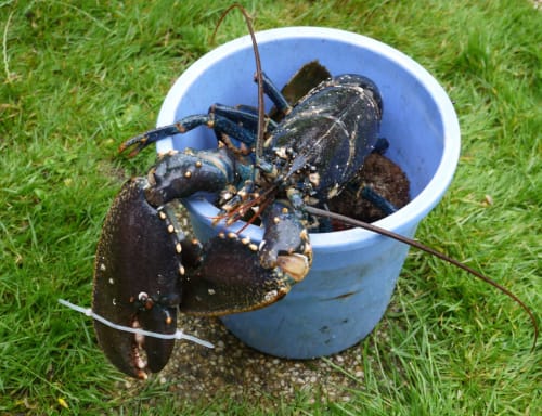 pêche d'un homard bleu à belle île en mer - Locmaria - locations les maisons de Kerdavid île