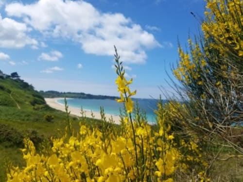 fleurs - Les Maisons De Kerdavid'île - Locmaria - location vacances à Belle île en mer