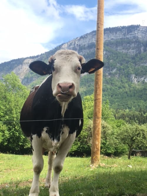 Parc naturel de Chartreuse - Réserve naturelle - Lac d'Aiguebelette - Maison d'hôtes La Bageatière, Lépin-le-Lac, Alpes françaises