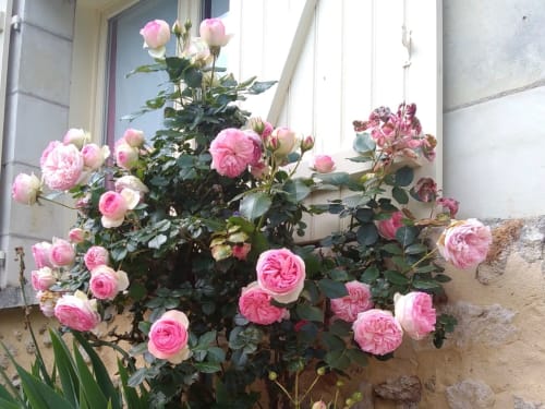 Rosier Ronsard, La Grange Dîmière, maison d'hôte de charme en Touraine