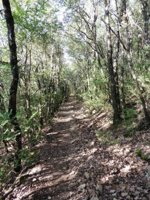 foret cévenol et villages Cévennes proche portel des arnaud chambres d hote