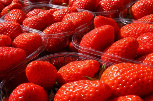 Domaine des Pierres Blanches gastronomie fraises du Périgord