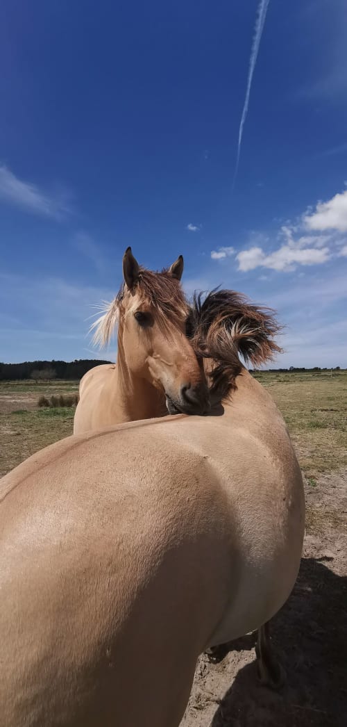Chevaux en Baie de somme Henson Marquenterre g^tes les granges de la baie Saint-Valéry Le Crotoy