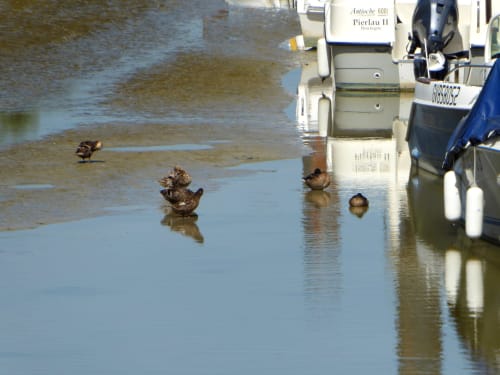 Canards dans le port Baie de Somme Saint-Valéry Le Crotoy gîtes les granges de la baie