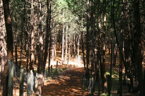 Chemin sous les bois Parc ornithologique du Marquenterre Baie de Somme Saint-Valéry Le Crotoy gîtes les granges de la baie