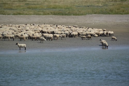 Mouton en bord de mer Baie de Somme Saint-Valéry Le Crotoy gîtes les granges de la baie