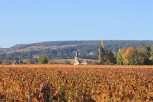 Vignes en Cote chalonnaise en Bourgogne proche Château de la Villeneuve 71380 SAINT MARCEL