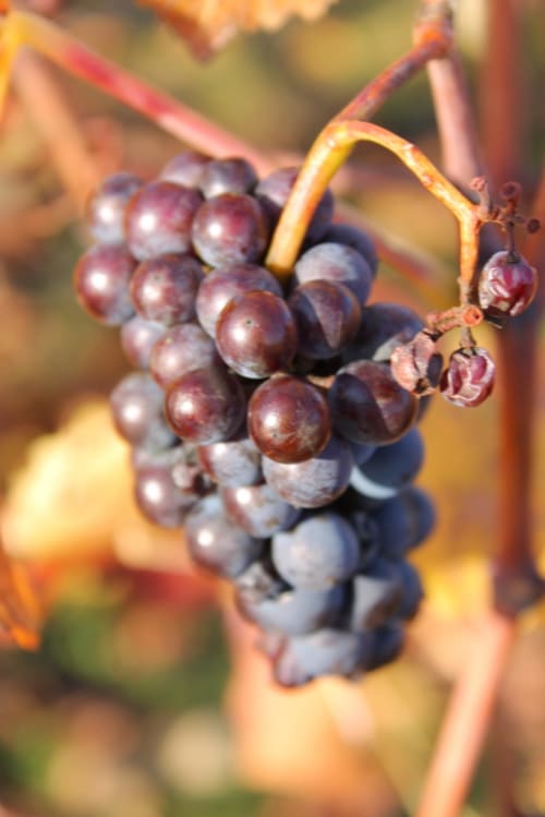 Vignes en Cote chalonnaise en Bourgogne proche Château de la Villeneuve 71380 SAINT MARCEL