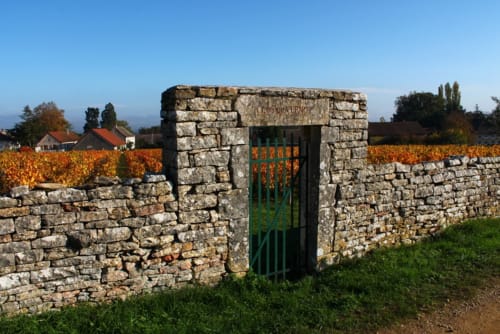 Vignes en Cote chalonnaise en Bourgogne proche Château de la Villeneuve 71380 SAINT MARCEL