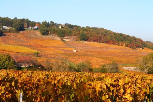 Vignes en Cote chalonnaise en Bourgogne proche Château de la Villeneuve 71380 SAINT MARCEL