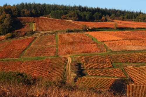 Vignes en Cotes Chalonnaise en Bourgogne Château de la Villeneuve 71380 SAINT MARCEL