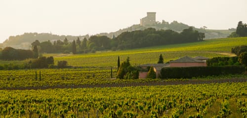 Chateauneuf du pape - bastide des princes - vignoble