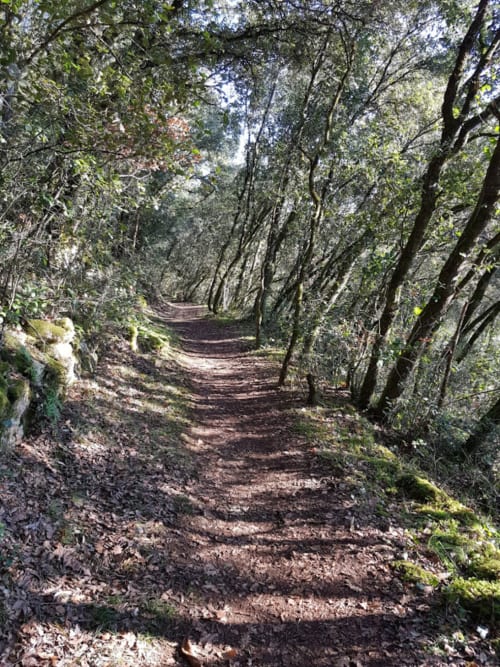 Domaine des Pierres Blanches Chemins de randonnées en forêt et en pleine nature