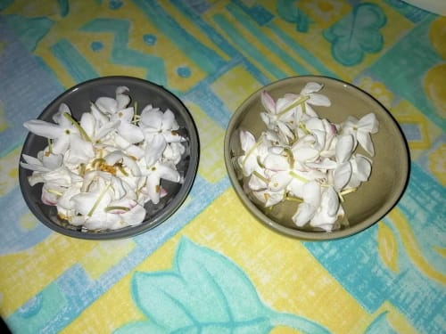 Jasmine flowers at Dar El Yasmine