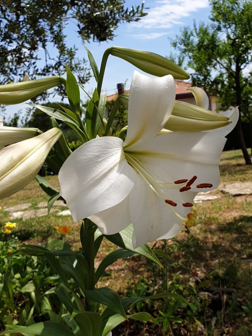 B&B La Torretta - Tavullia (PU), Ranch Valentino Rossi
